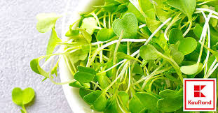 Image result for Brunnenkresse