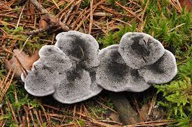 Attēlu rezultāti vaicājumam “Phellodon niger”