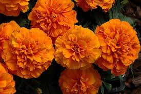 Attēlu rezultāti vaicājumam “Tagetes”