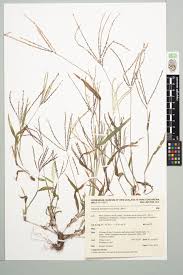 Attēlu rezultāti vaicājumam “Digitaria ischaemum”