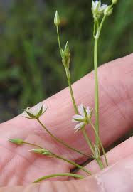 Attēlu rezultāti vaicājumam “Stellaria graminea flower”