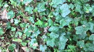 Attēlu rezultāti vaicājumam “Hedera helix  leaf”