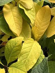 Attēlu rezultāti vaicājumam “Chionanthus virginicus leaf”