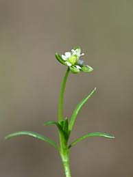 Attēlu rezultāti vaicājumam “Sagina procumbens fruit”