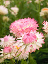 Image result for Helichrysum subulifolium