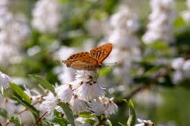 Attēlu rezultāti vaicājumam “Boloria aquilonaris”