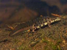 Attēlu rezultāti vaicājumam “Triturus vulgaris male”