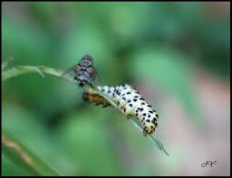 Attēlu rezultāti vaicājumam “Shargacucullia scrophulariae”