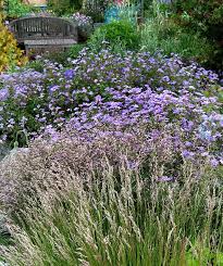 Attēlu rezultāti vaicājumam “Geranium pyrenaicum flower”