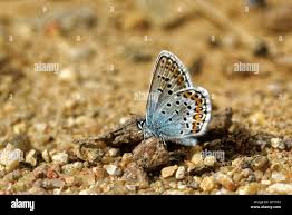 Attēlu rezultāti vaicājumam “Plebejus argus / Plebejus idas”