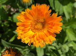 Image result for Calendula officinalis