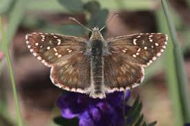 Attēlu rezultāti vaicājumam “Pyrgus serratulae upperside”