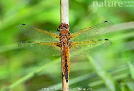 Attēlu rezultāti vaicājumam “Libellula fulva”