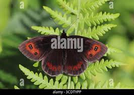 Attēlu rezultāti vaicājumam “Erebia aethiops underside”