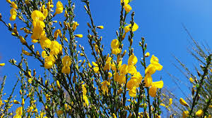 Image result for Cytisus scoparius