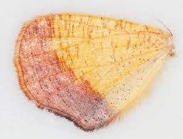 Attēlu rezultāti vaicājumam “Plagodis dolabraria”