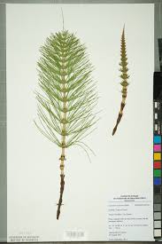 Attēlu rezultāti vaicājumam “Equisetum telmateia”