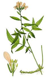 Attēlu rezultāti vaicājumam “Cardamine bulbifera flower”