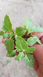 Attēlu rezultāti vaicājumam “Chenopodium album leaf”