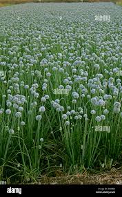 Attēlu rezultāti vaicājumam “Allium cepa”