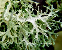 Attēlu rezultāti vaicājumam “Evernia prunastri”