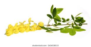 Attēlu rezultāti vaicājumam “Laburnum anagyroides flower”