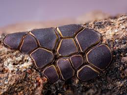 Attēlu rezultāti vaicājumam “Comatricha ellae spores”