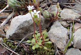 Attēlu rezultāti vaicājumam “Saxifraga tridactylites flower”