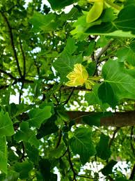 Attēlu rezultāti vaicājumam “Liriodendron tulipifera”