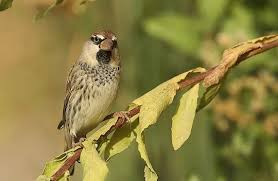 Image result for Passer hispaniolensis