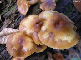 Attēlu rezultāti vaicājumam “Galerina marginata”