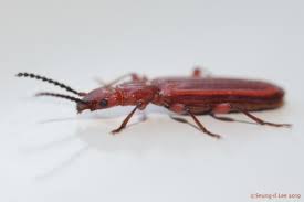 Attēlu rezultāti vaicājumam “Cucujidae”