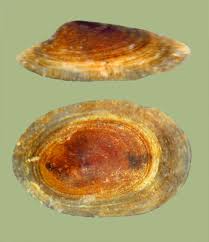 Attēlu rezultāti vaicājumam “Ancylus fluviatilis”