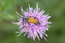 Attēlu rezultāti vaicājumam “Anastrangalia sanguinolenta female”