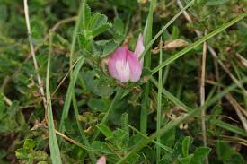 Attēlu rezultāti vaicājumam “Ononis arvensis leaf”
