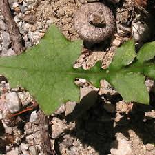 Attēlu rezultāti vaicājumam “Mycelis muralis”