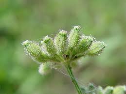 Attēlu rezultāti vaicājumam “Torilis japonica leaf”