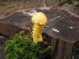 Attēlu rezultāti vaicājumam “Pholiota flammans”