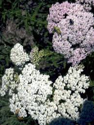 Attēlu rezultāti vaicājumam “Achillea millefolium”
