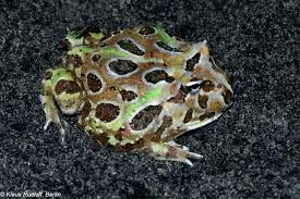 Image result for Ceratophrys ornata