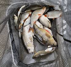 Image result for Plough Angling Society