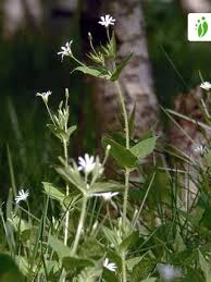 Attēlu rezultāti vaicājumam “Stellaria crassifolia”