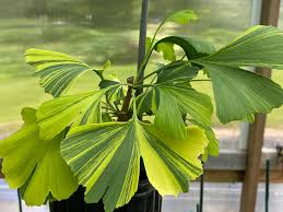 Attēlu rezultāti vaicājumam “Ginkgo biloba leaf”