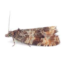 Attēlu rezultāti vaicājumam “Pandemis cinnamomeana female”