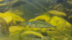 Attēlu rezultāti vaicājumam “Gasterosteus aculeatus”