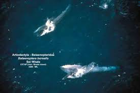 Image result for Balaenoptera borealis