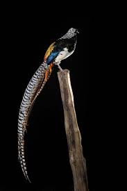 Image result for Chrysolophus amherstiae