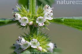 Attēlu rezultāti vaicājumam “Lycopus europaeus flower”