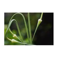 Attēlu rezultāti vaicājumam “Allium sativum bud”