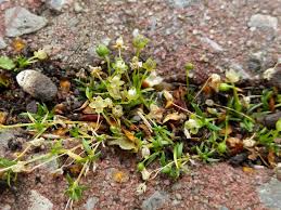 Attēlu rezultāti vaicājumam “Sagina procumbens flower”
